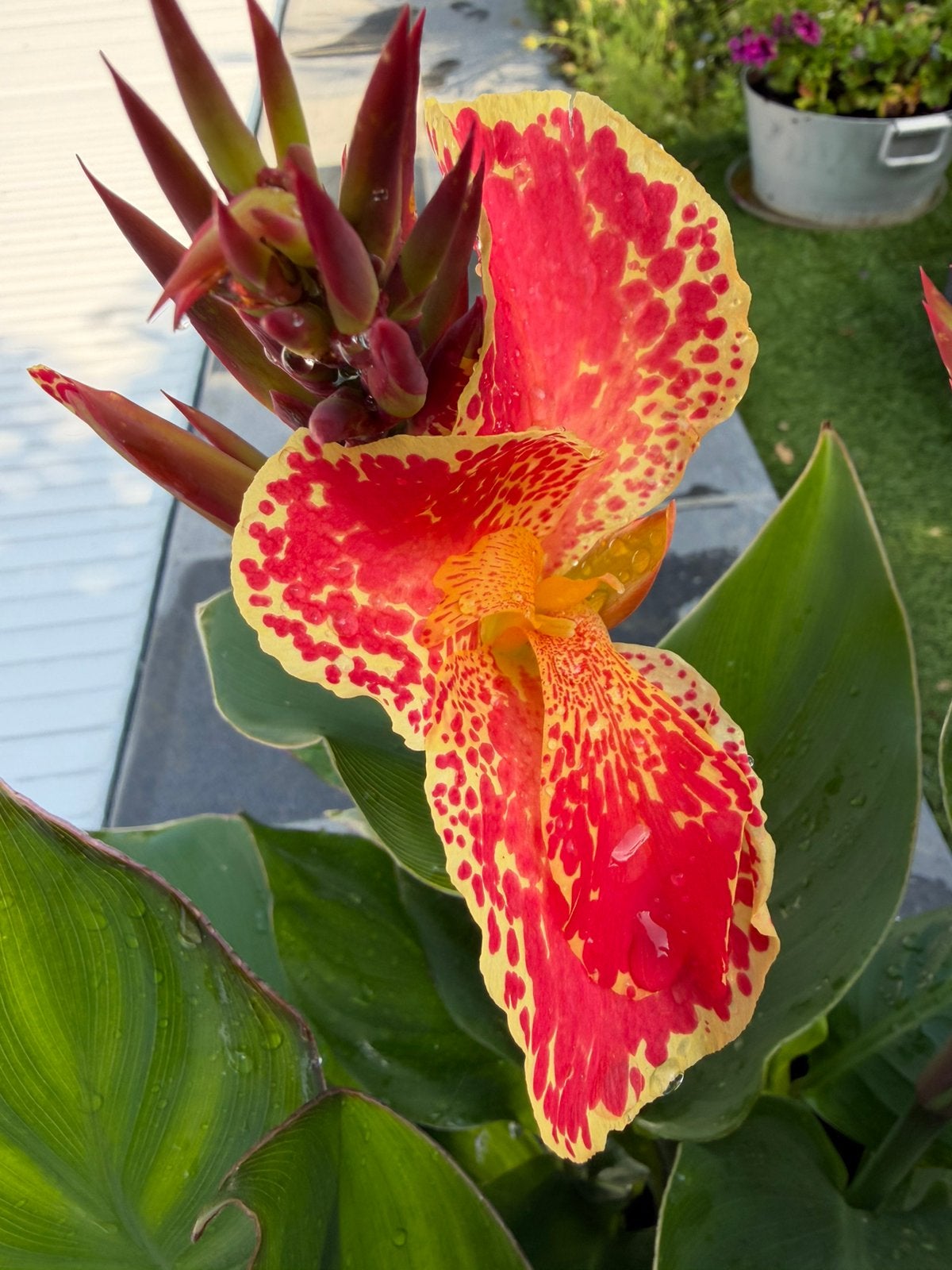 Canna Bella, Tuin en Terras, Ophalen, Zo goed als nieuw