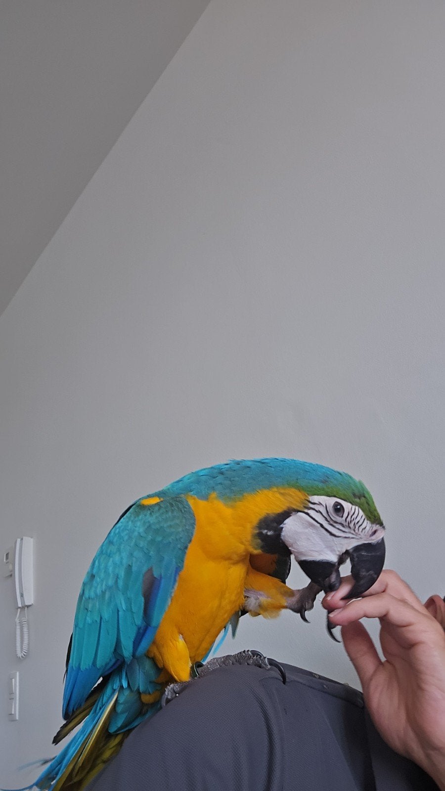 Ara(macaw) papegaai 7maanden, Dieren en Toebehoren, Vogels | Parkieten en Papegaaien, Papegaai, Geringd