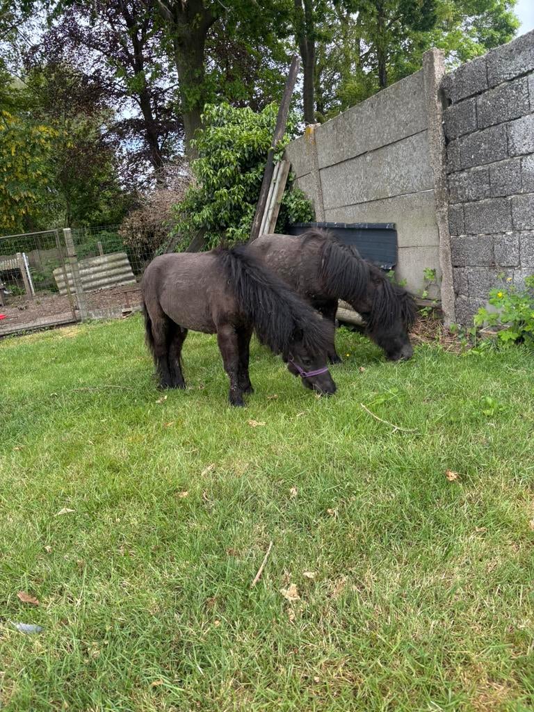 2 mini-friezen, Dieren en Toebehoren
