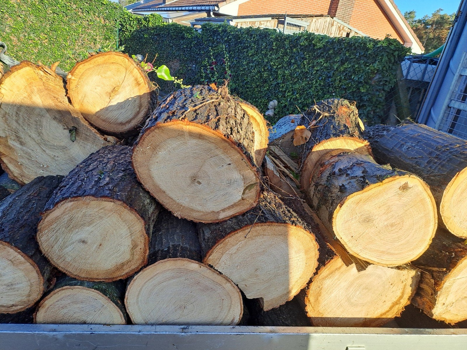brandhout eik dikke blokken, Ophalen, Eikenhout, Blokken