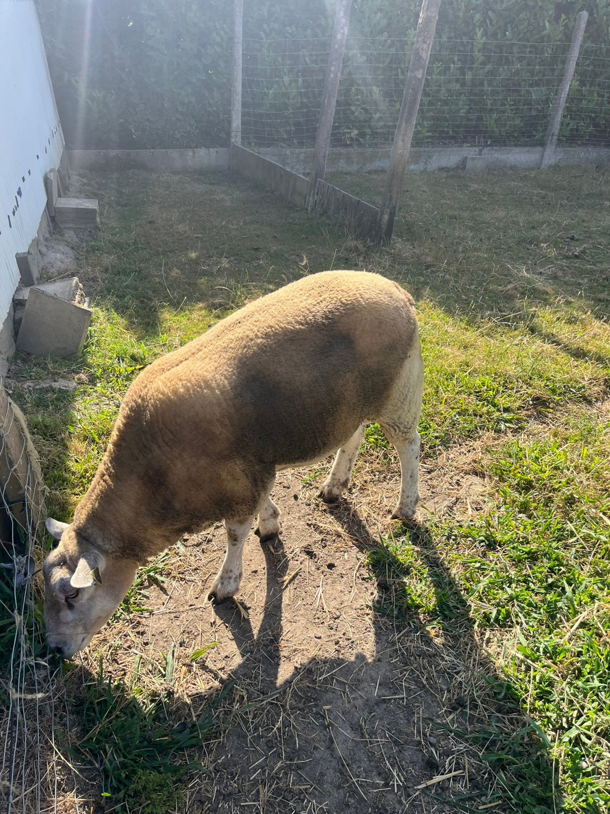 Dekbok te koop, Dieren en Toebehoren, Schapen, Geiten en Varkens