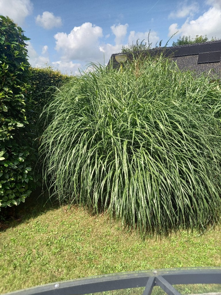 Gratis planten Olifantengras (Miscanthus Giganteus), Jardin & Terrasse, Enlèvement, Ne fleurit pas, Plante fixe, Graminées ornementales