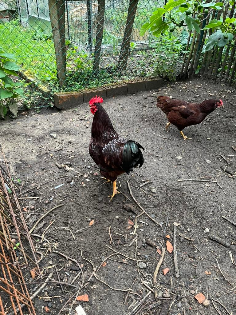 Te Koop Rhode Island Red van 1 j oud, Dieren en Toebehoren, Pluimvee, Mannelijk, Kip