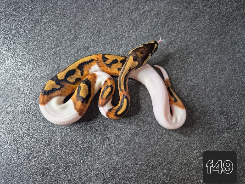Python regius, Dieren en Toebehoren, Reptielen en Amfibieën, Slang, 0 tot 2 jaar