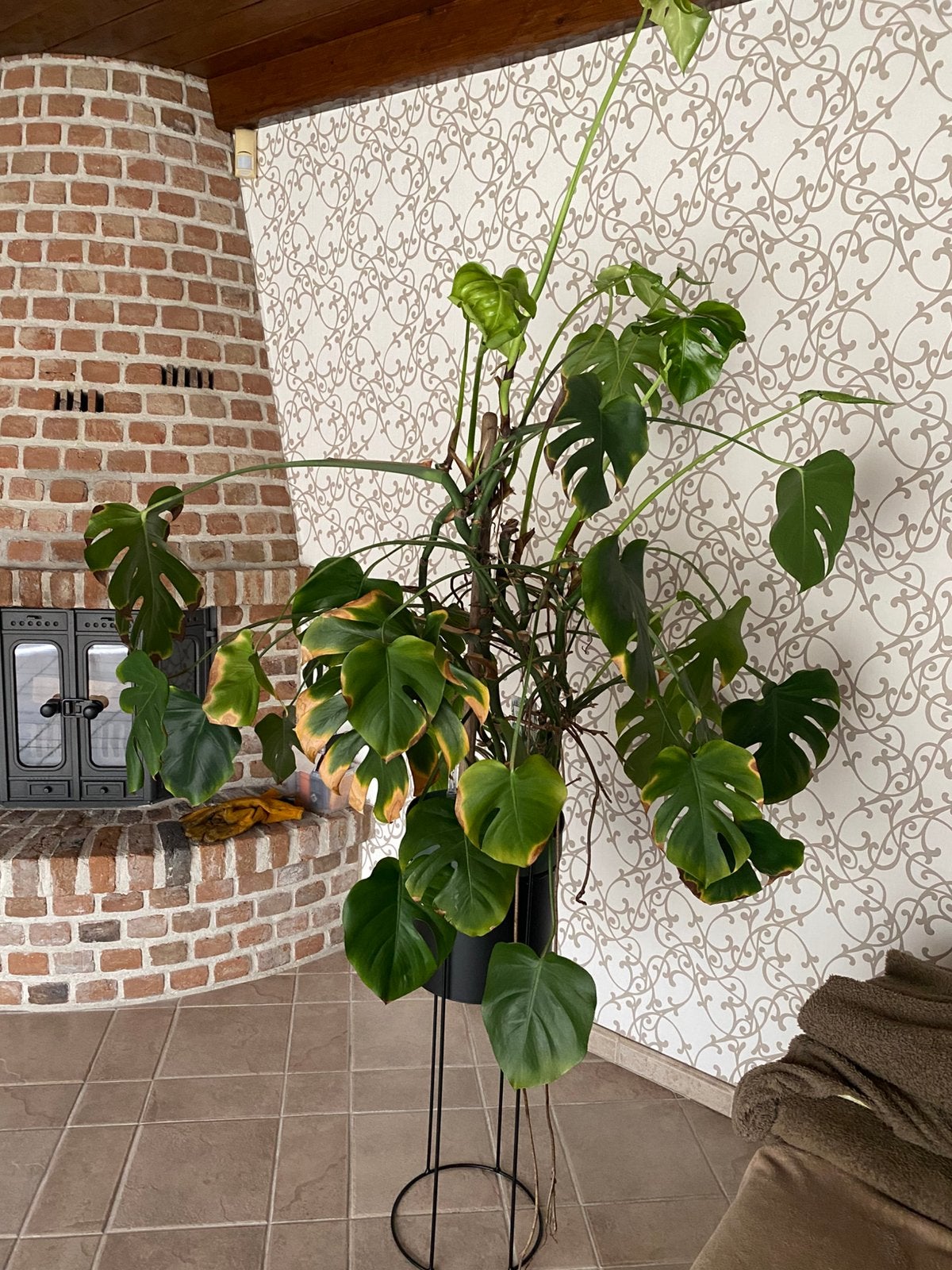 Monstera Jungle, Ophalen