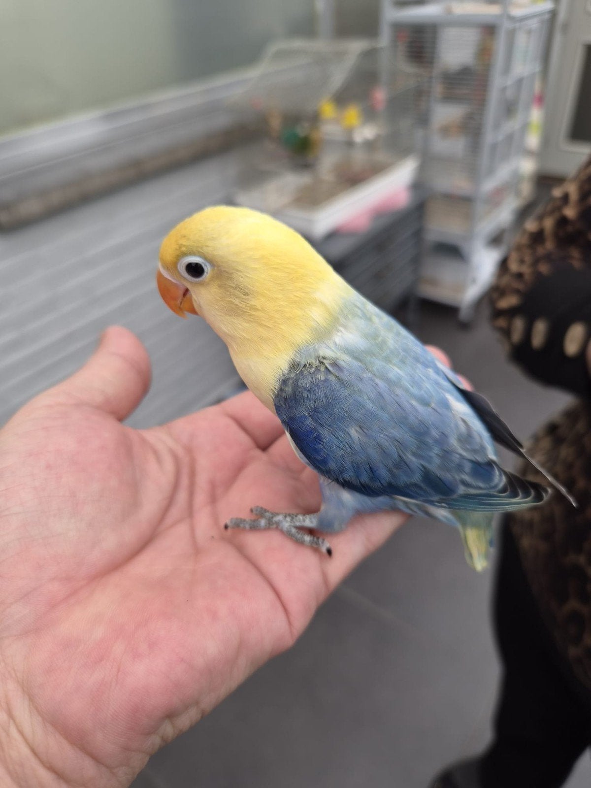 agapornis fisheri baby handtam, Geringd