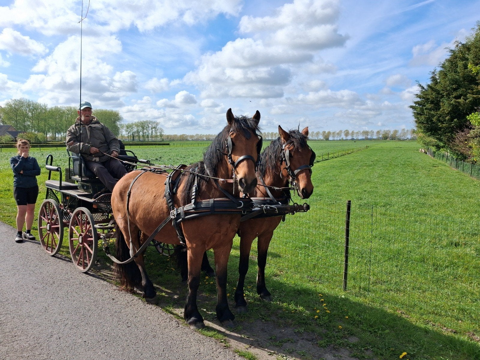 D- pony's, Dieren en Toebehoren, Pony's, Merrie, M