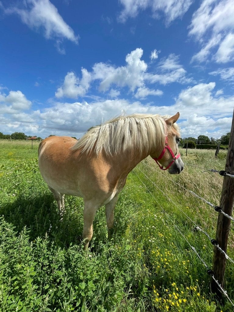 Haflinger ruin, 3 jaar, grote maat, Vermifugé, Hongre, Moins de 160 cm, Non dressé