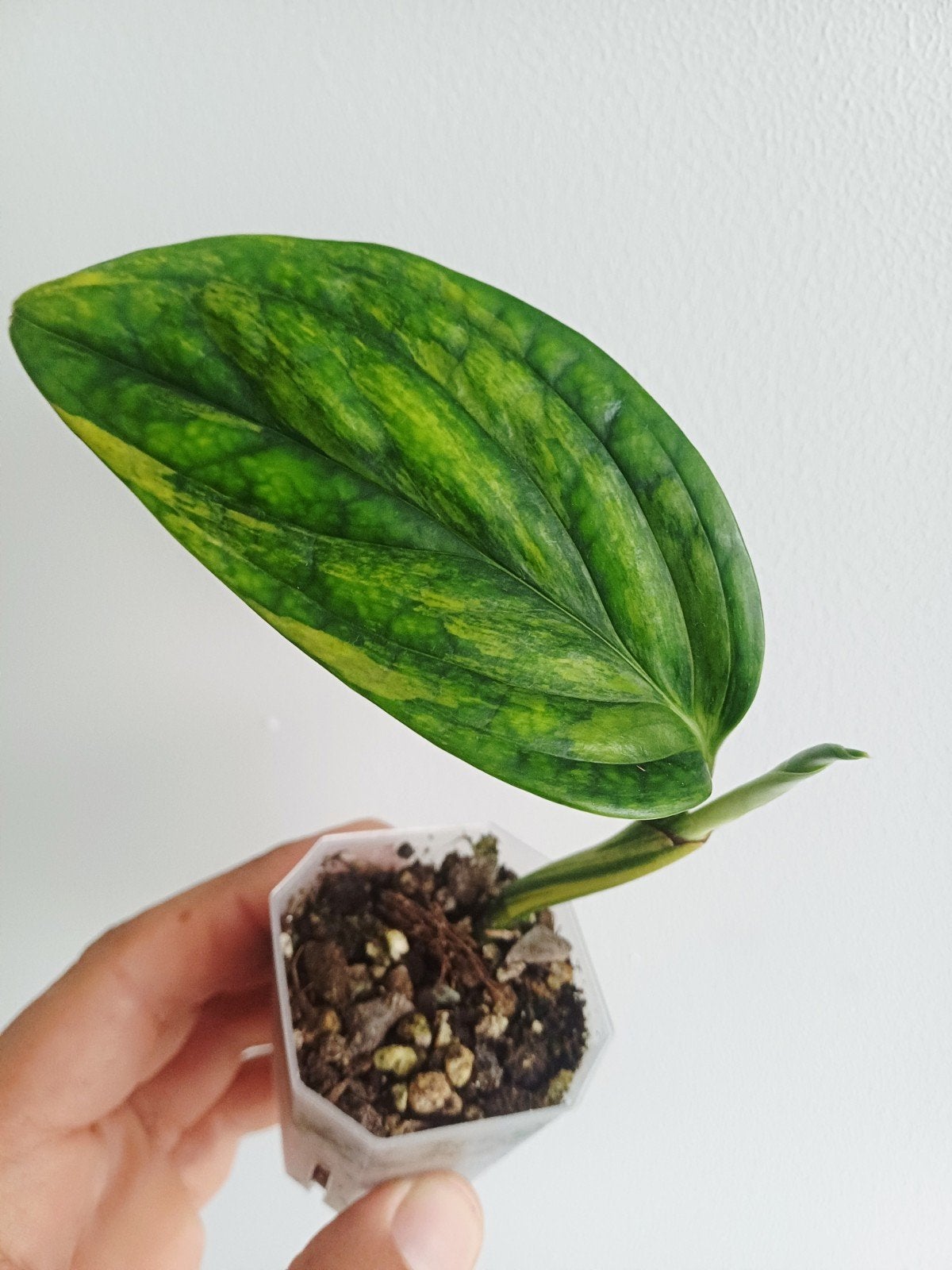 Monstera Karstenianum "peru” variegata, Overige soorten, In pot, Minder dan 100 cm, Groene kamerplant