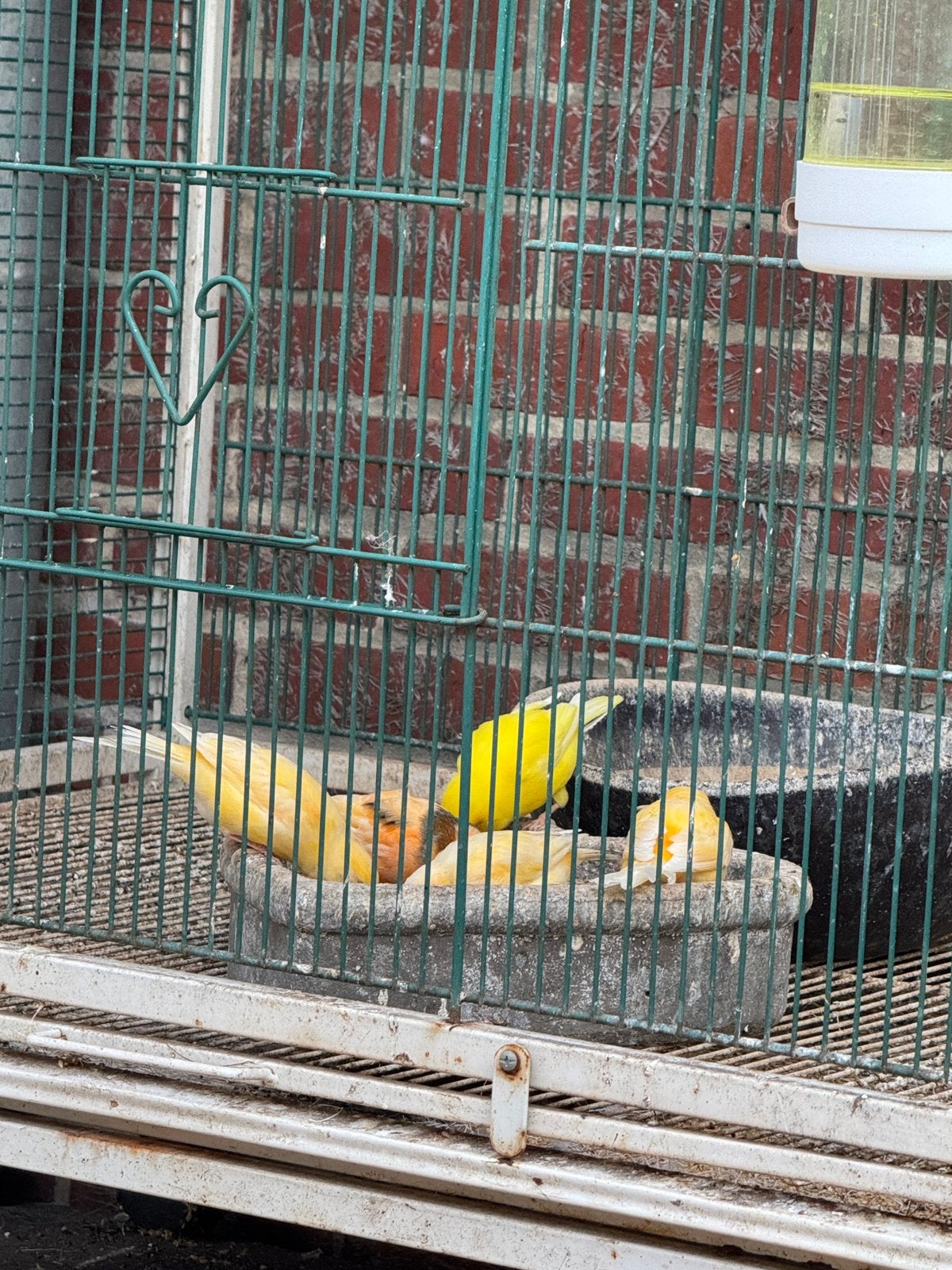 Kanaries, Dieren en Toebehoren, Vogels | Kanaries