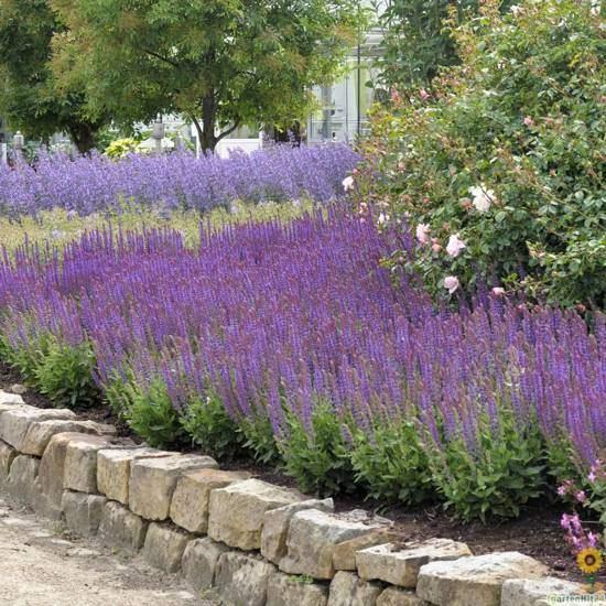 Salvia 'Ost-friesland', Tuin en Terras, Planten | Tuinplanten, Ophalen, Zomer, Vaste plant, Volle zon