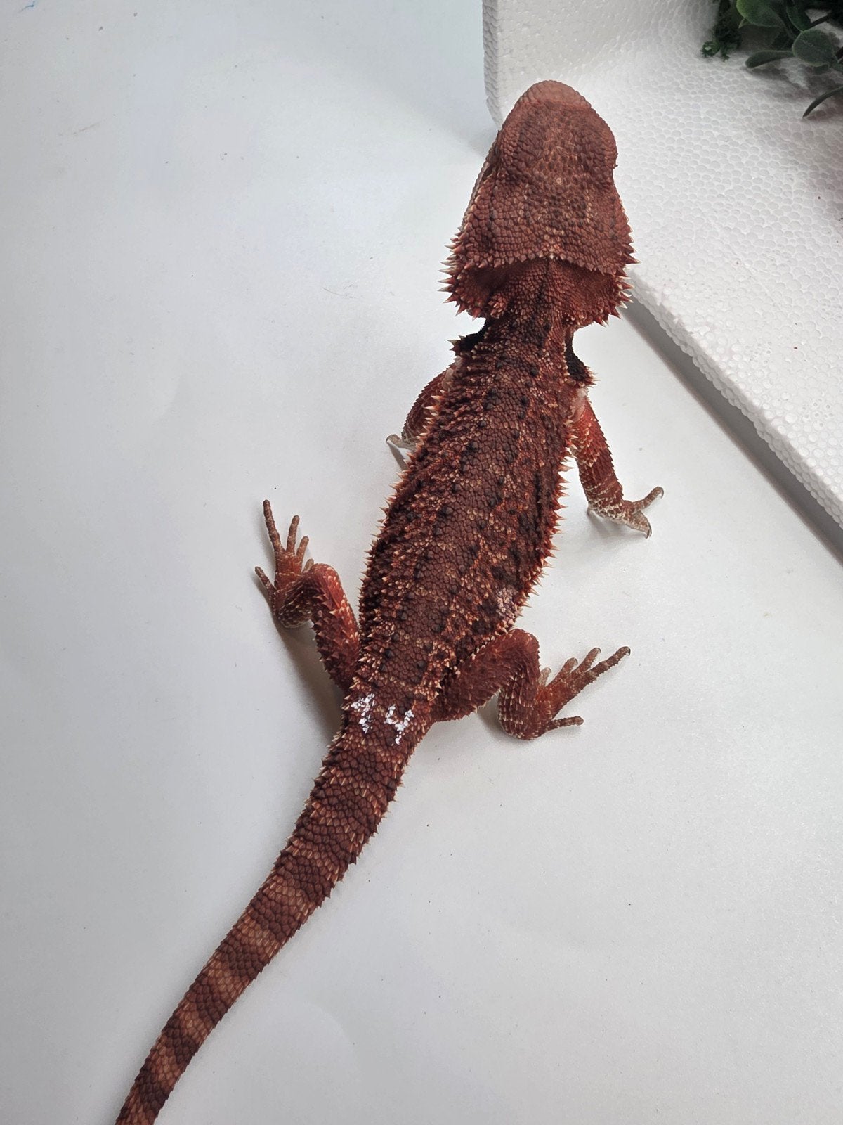 dark red monster, het hypo, man, Dieren en Toebehoren