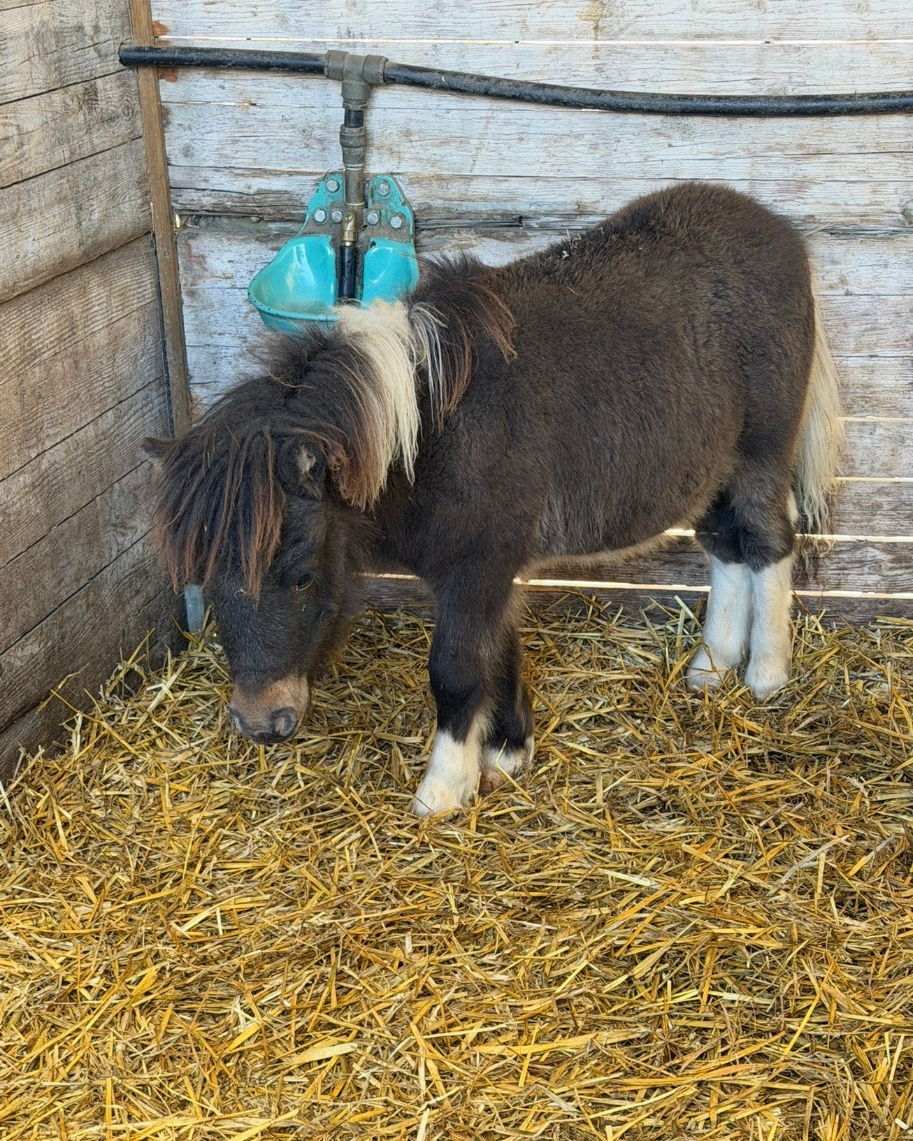 10 Shetlands 6 mois, Animaux & Accessoires