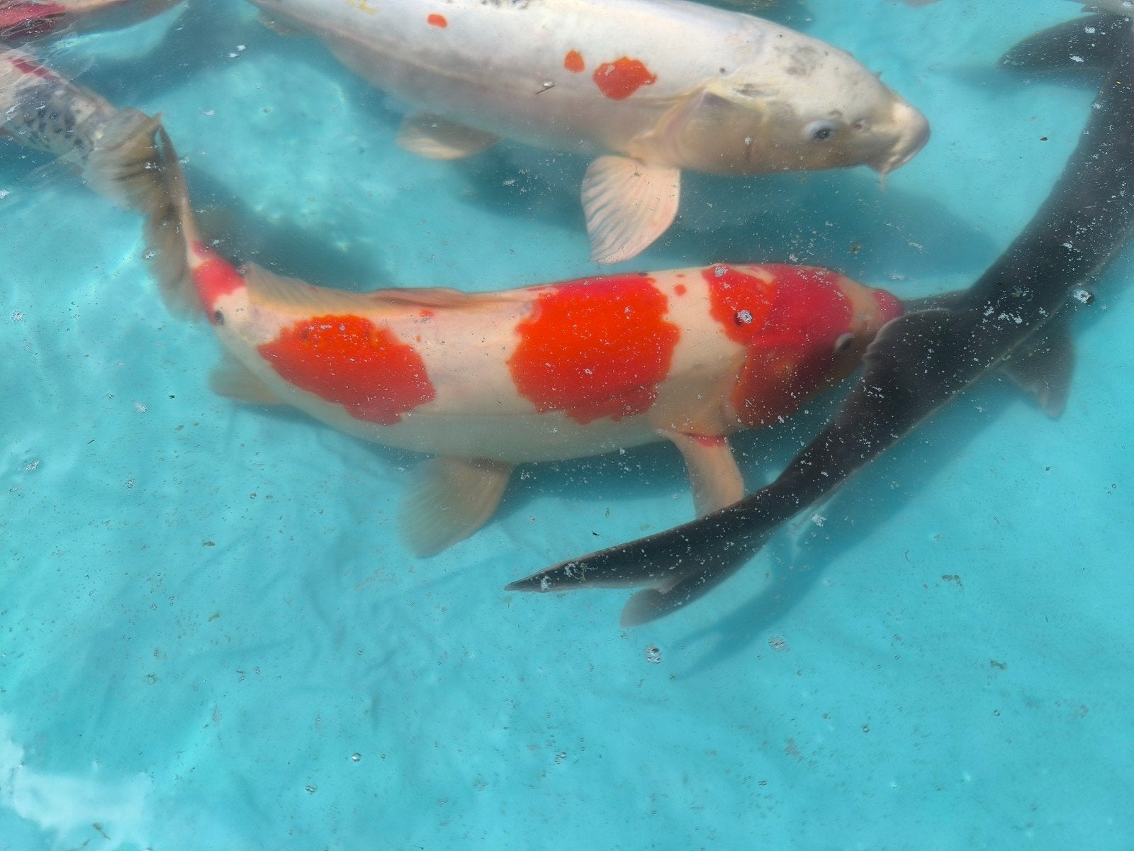 11 Japanse koi en 2 steurs, Dieren en Toebehoren, Vissen | Vijvervissen