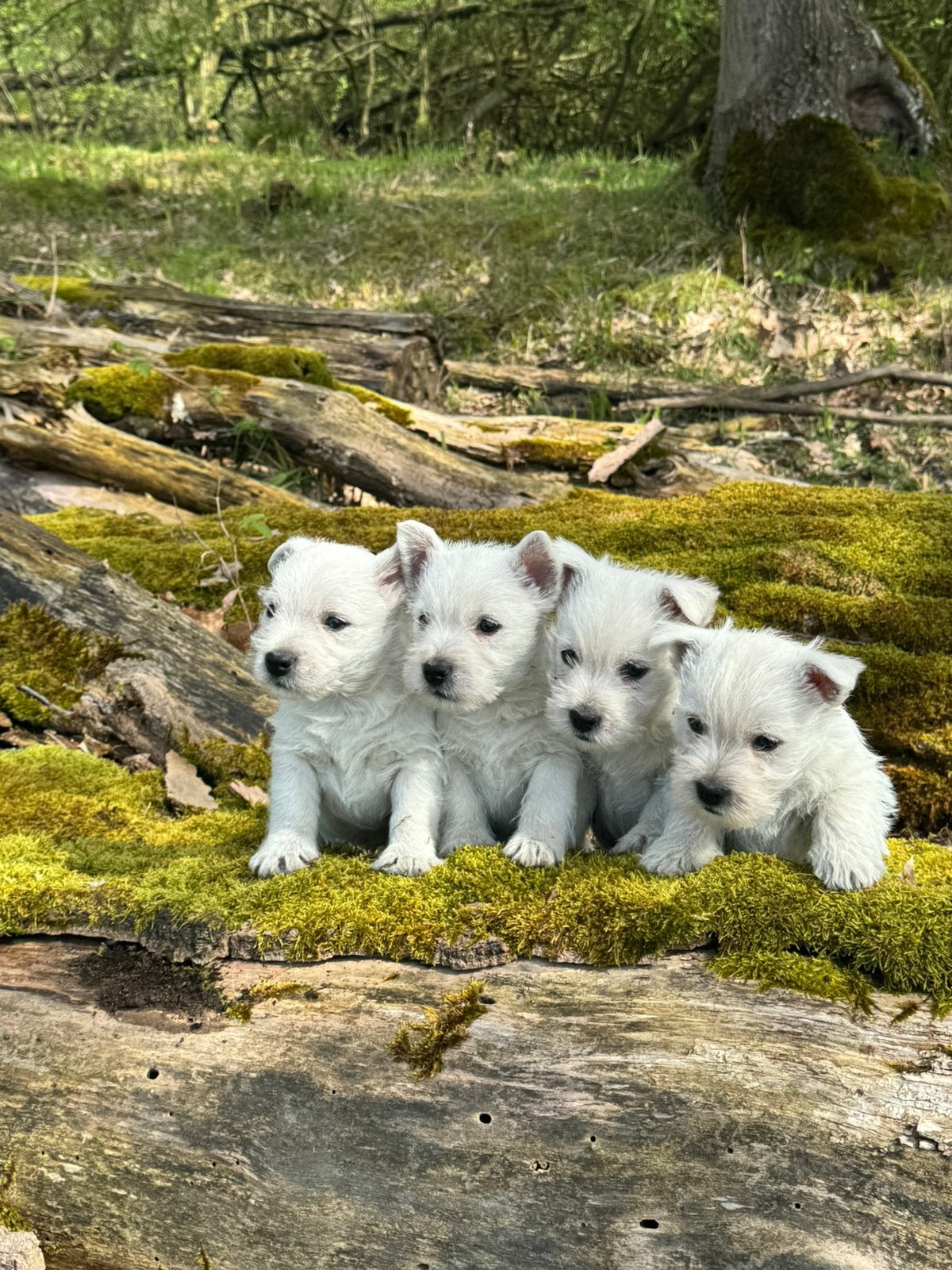 West highland white terriër pups /westy /westie/, Autres races, 8 à 15 semaines, Plusieurs, Éleveur | Loisir