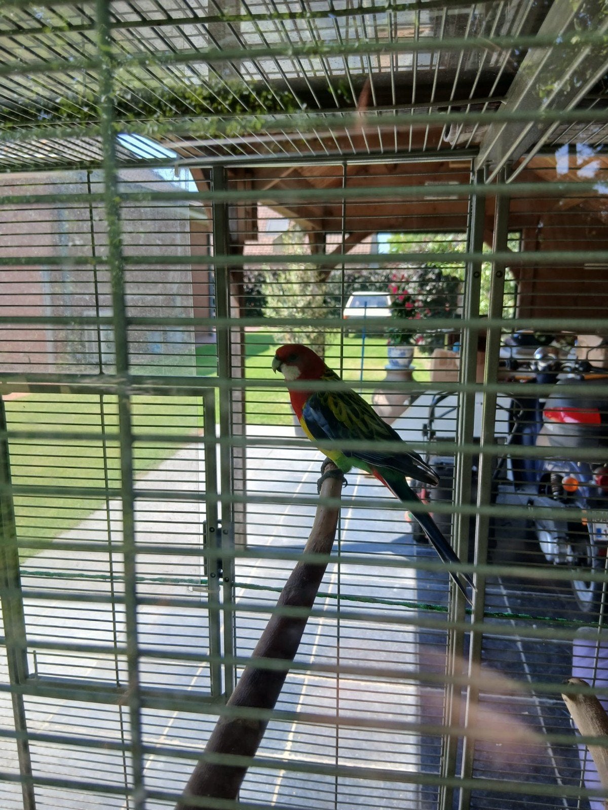 Koppel Rosella's te koop