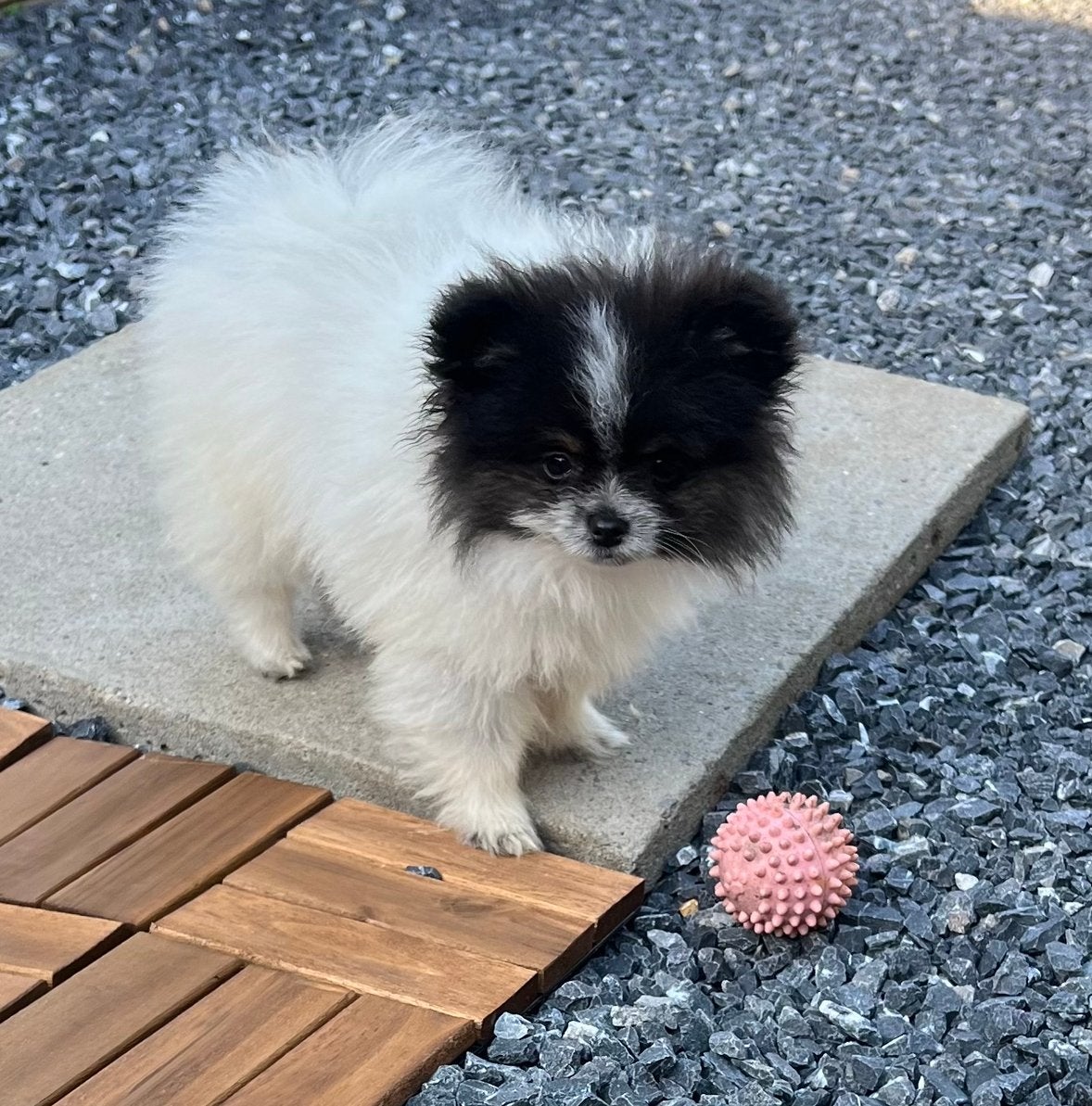 Raszuiver pommeriaan reutje, vertrekklaar, Dieren en Toebehoren, Honden | Chihuahua's en Gezelschapshonden, België, Fokker | Hobbymatig