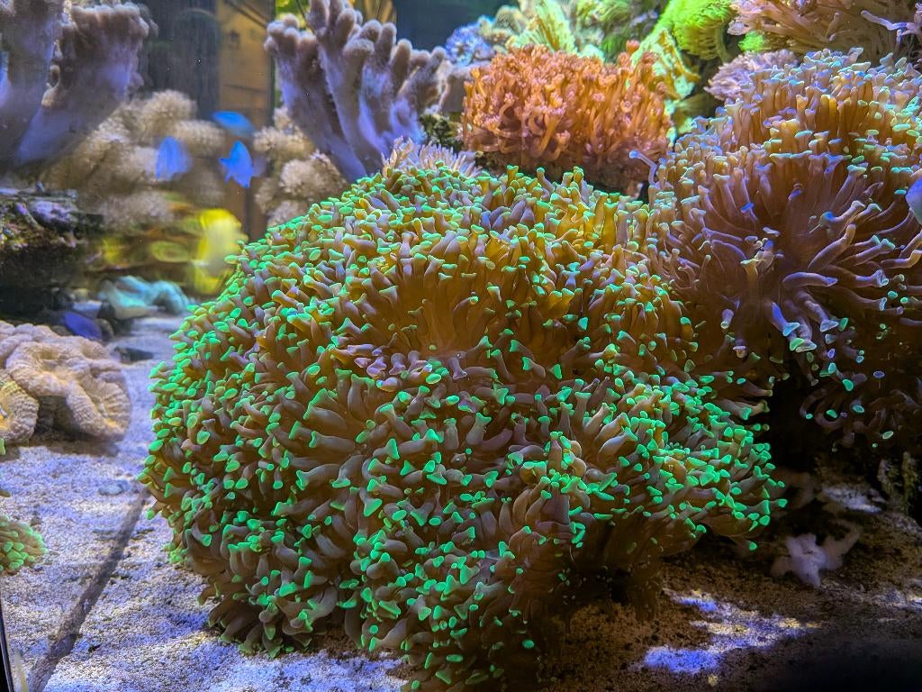 Koraal stekken Euphyllia Ancora Groen