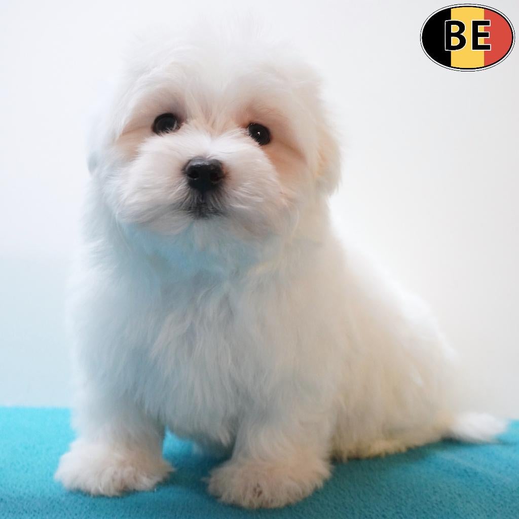 Schattige Maltezer pups te koop (Belgisch), Parvo, België, Maltezer, Handelaar