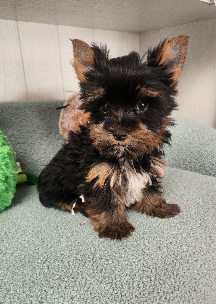 Yorkshire terrier Reutje, Yorkshire Terrier, Un chien, Hépatite contagieuse (maladie de Rubarth), Belgique
