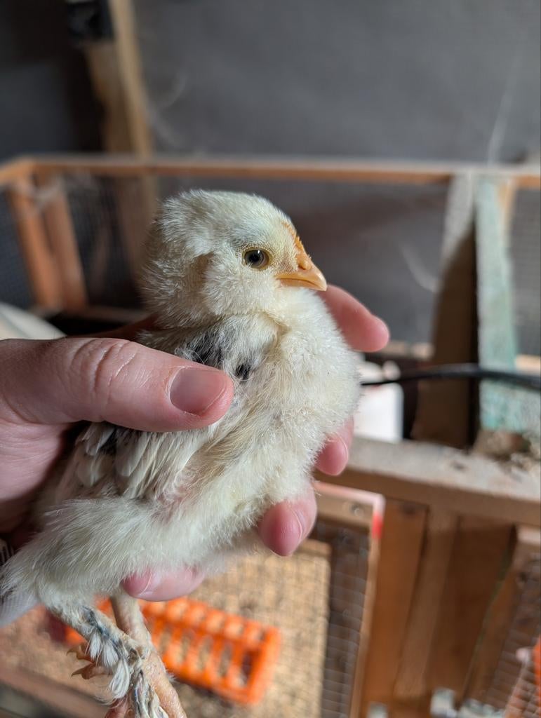 Duitse Faverolle kuikens, Dieren en Toebehoren, Geslacht onbekend