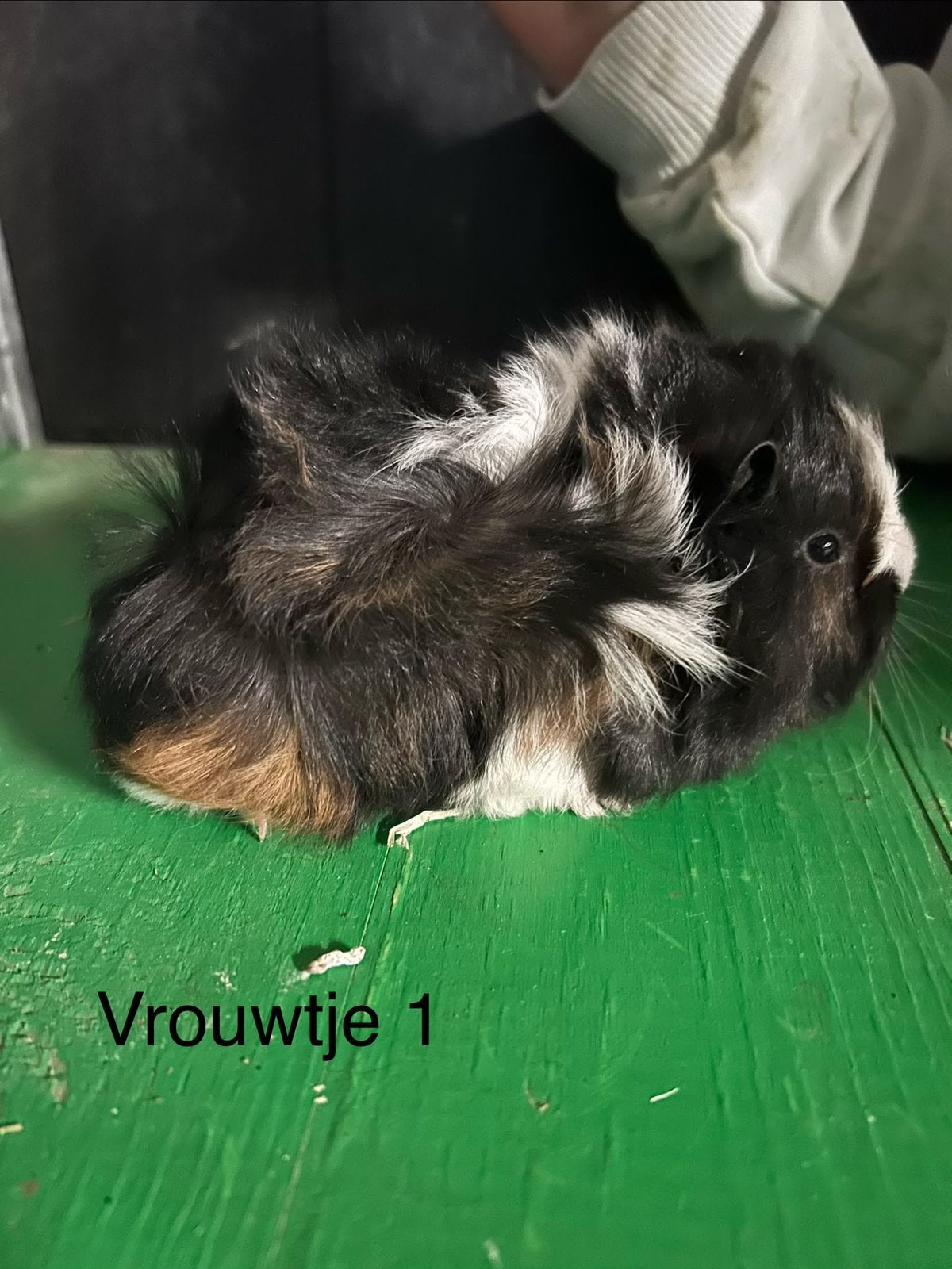 Mooie tricolor borstelcavia’s, Dieren en Toebehoren, Cavia, Meerdere dieren, Tam, Oktober