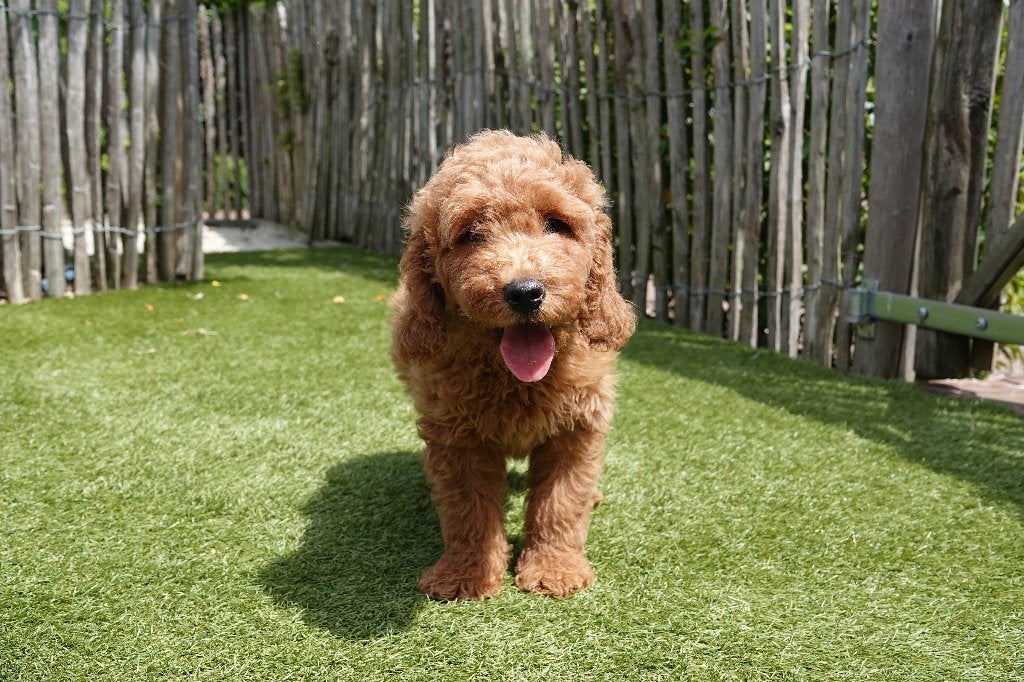 Beaux chiots Labradoodle de taille moyenne, avec pedigree, Animaux & Accessoires, Chiens | Retrievers, Épagneuls & Chiens d'eau