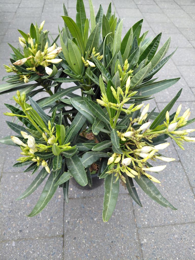 Oleander struiken, Tuin en Terras, Planten | Tuinplanten, Ophalen, Volle zon