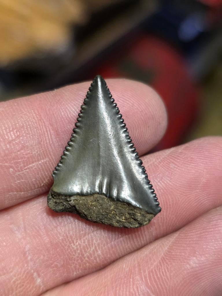 Mooie  Carcharodon carcharias uit Nord Carolina, Verzamelen, Ophalen of Verzenden, Fossiel