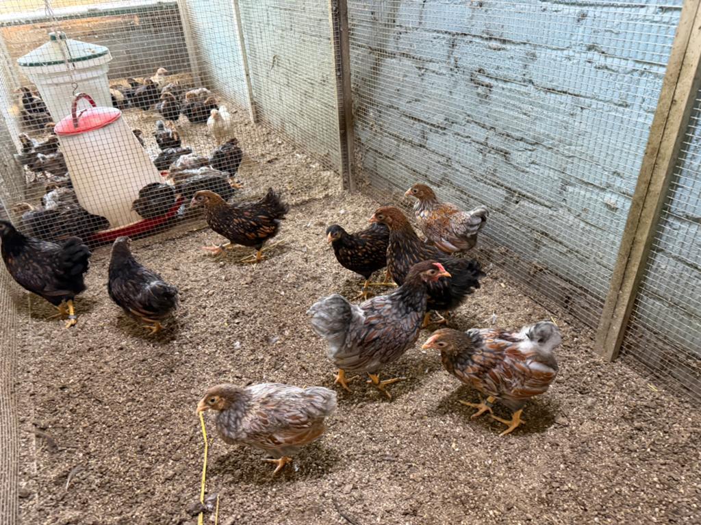 Gratis wyandotte krielen, Dieren en Toebehoren
