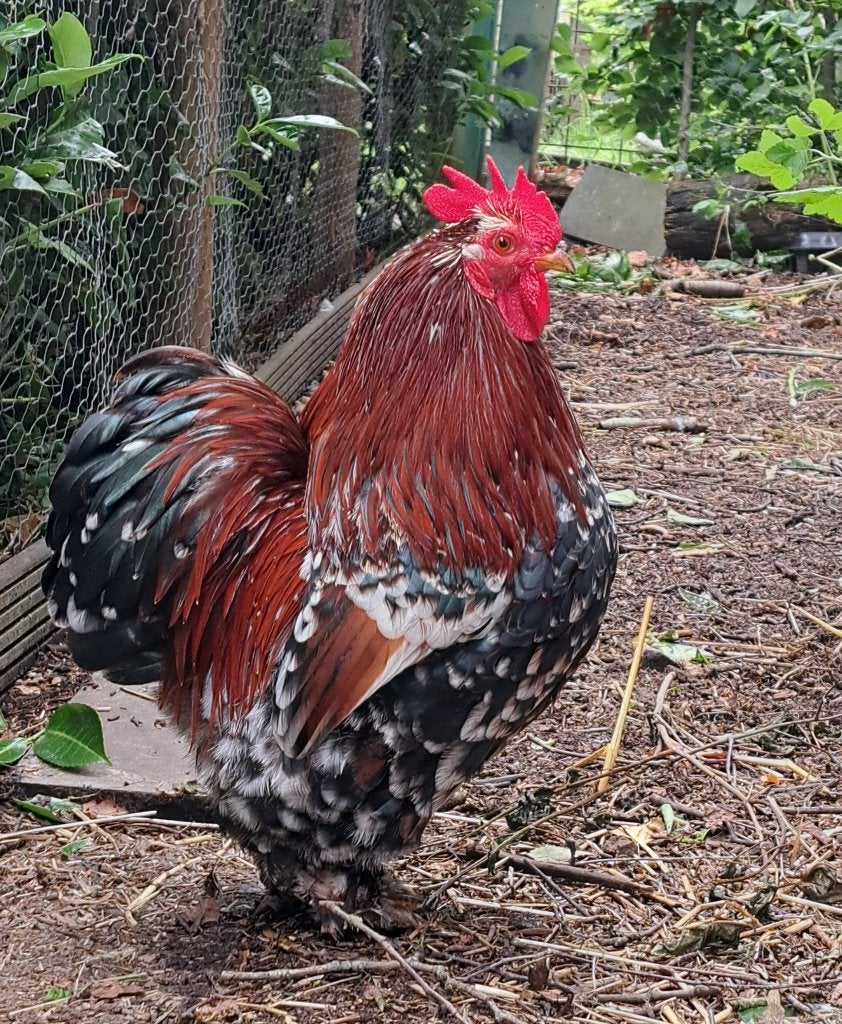 Haan, Dieren en Toebehoren, Pluimvee