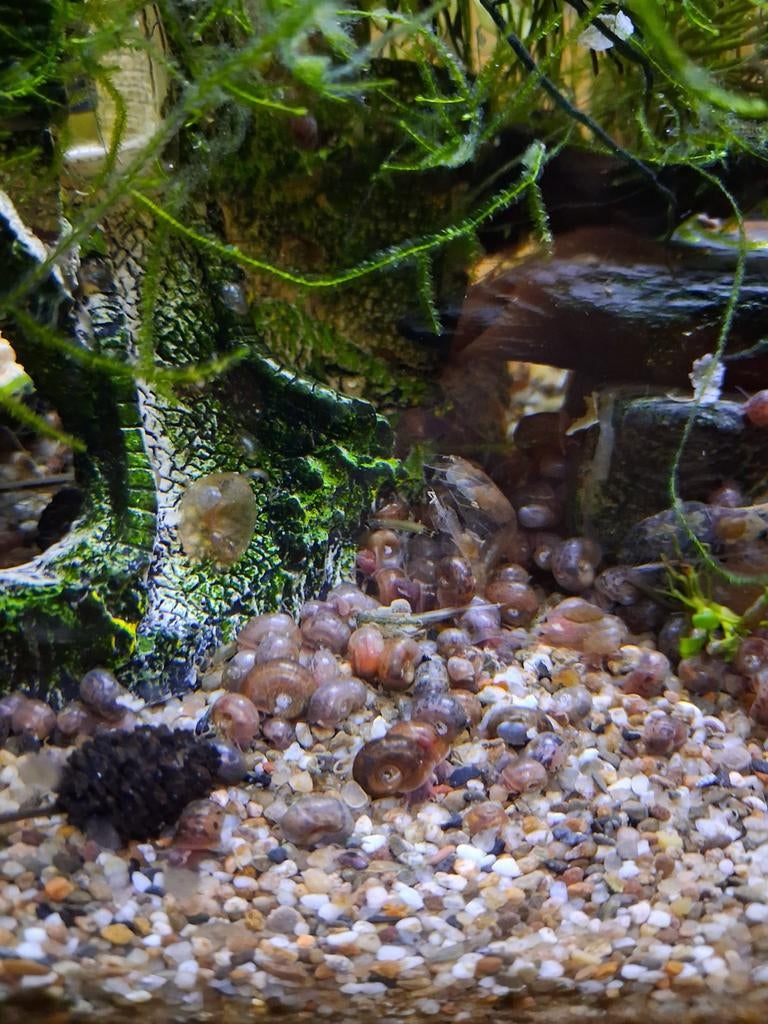 50 escargots planorbes pour 3 euros
Coquilles abîmées par le