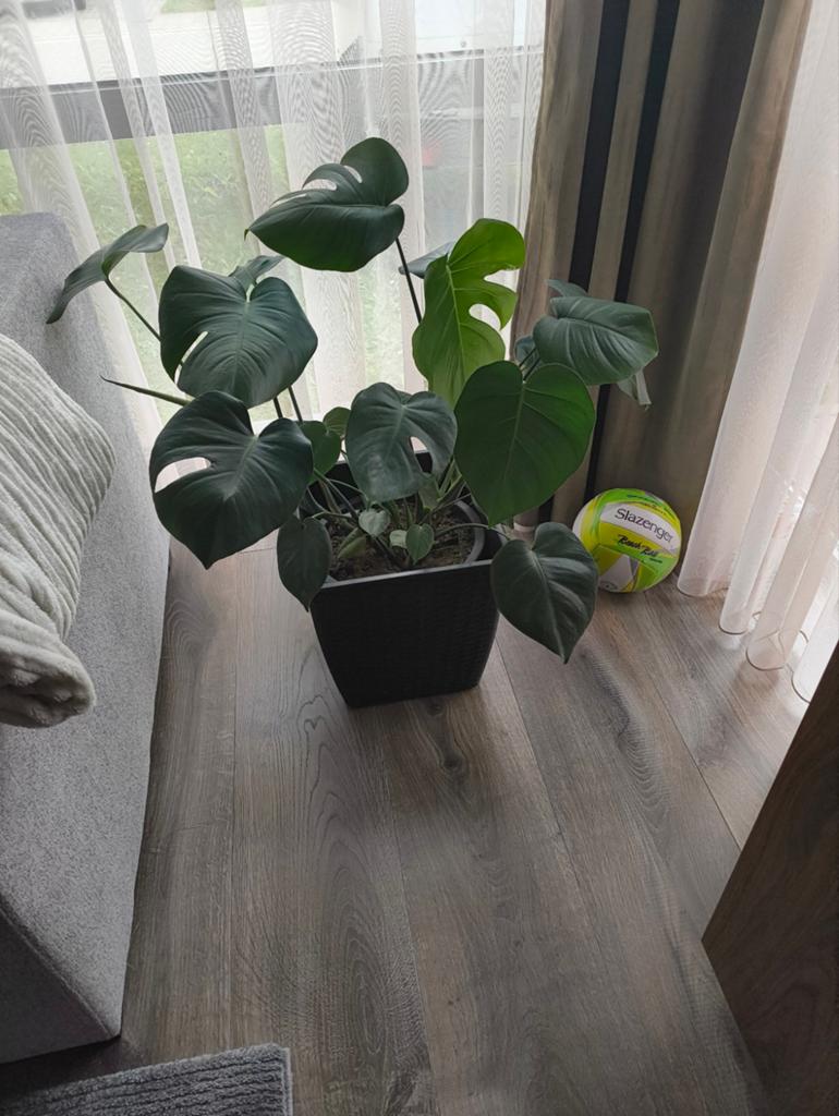 Kamerplant Monstera, Huis en Inrichting, Kamerplanten, Ophalen, Overige soorten, Halfschaduw, In pot