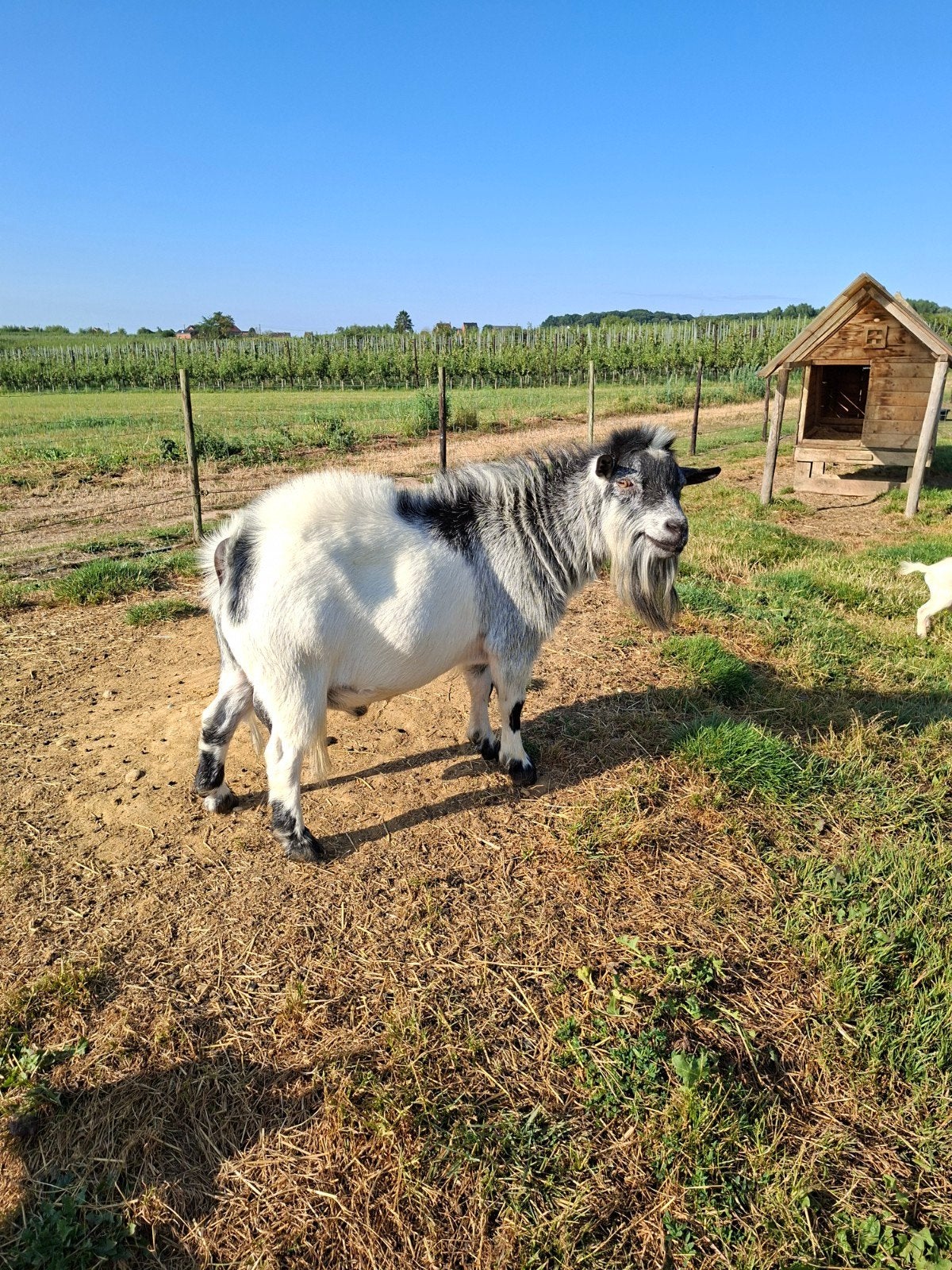 dekbok te huur, Mâle, Chèvre, 3 à 5 ans