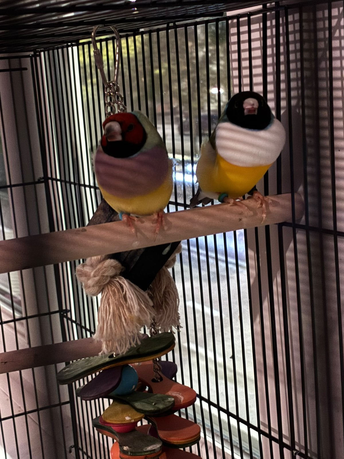Exotische vogels, Meerdere dieren, Geringd