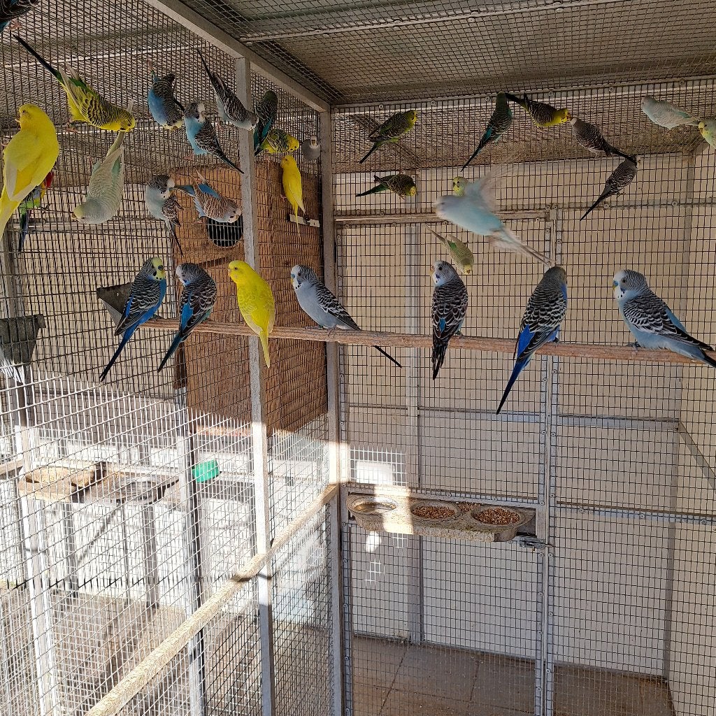 GRASPARKITEN TE KOOP, Dieren en Toebehoren, Parkiet