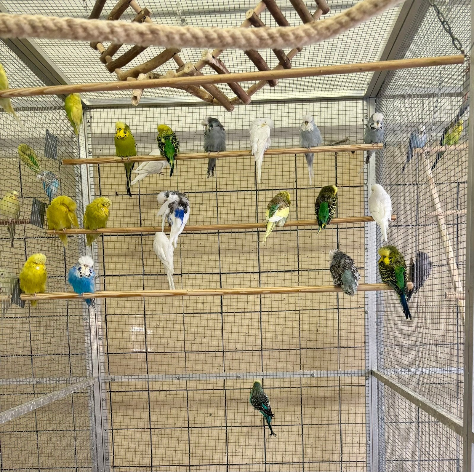 Perruches Anglaises ou postures, Octobre, Plusieurs animaux