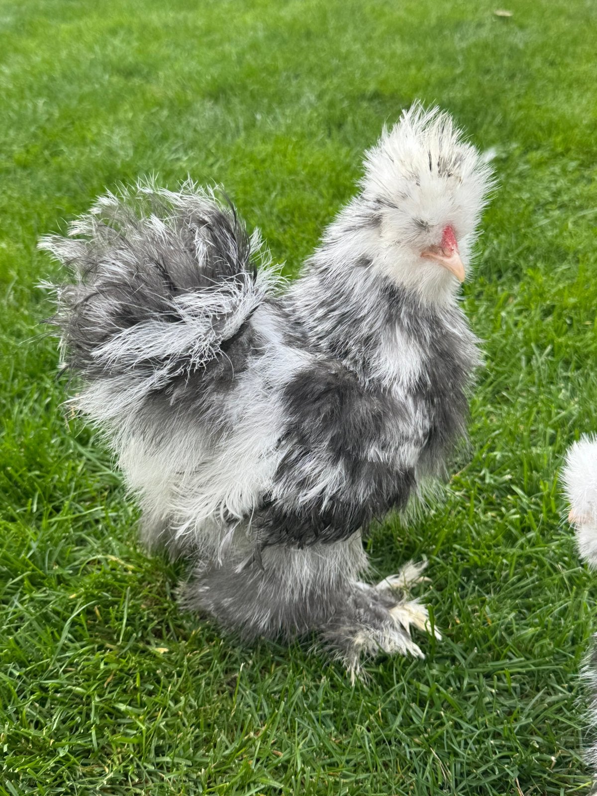 Usa zijdehoen blauw mottled haantje, Dieren en Toebehoren