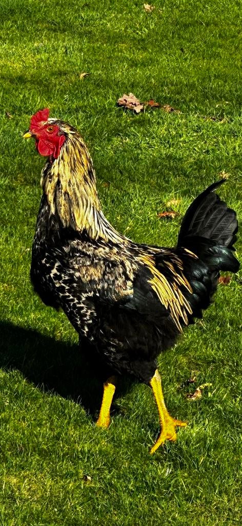 Jonge haan, Dieren en Toebehoren, Pluimvee