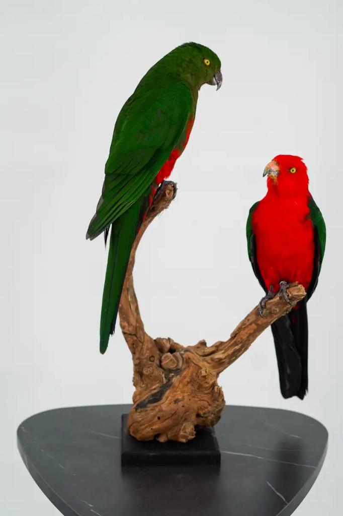 Koppel Australische koningsparkieten taxidermie, Enlèvement ou Envoi, Neuf, Oiseaux, Animal empaillé