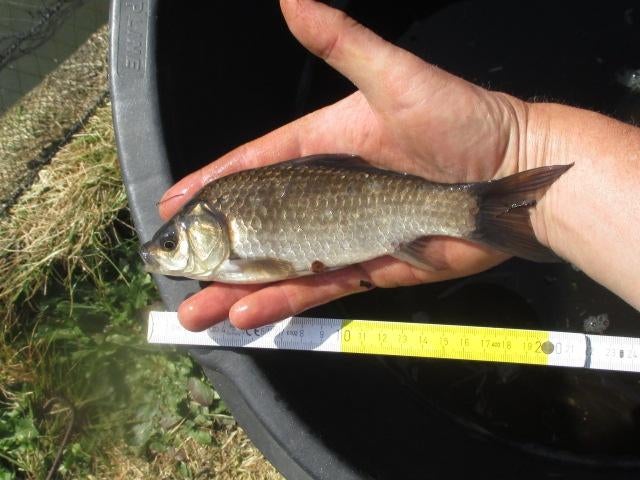 giebels en zwarte goudvissen van 12 tot 20 cm vanaf 1€/st., Karper of Koi