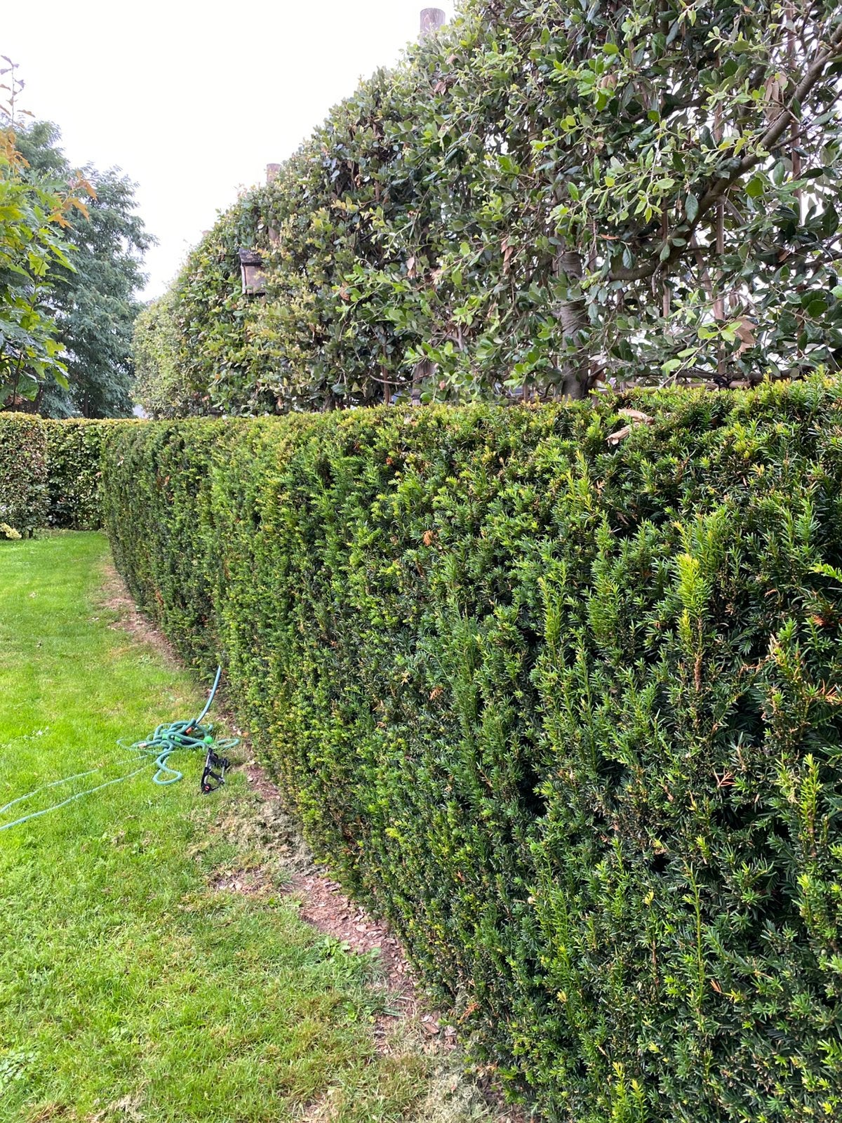 Taxus haag, Ophalen, Taxus, Haag