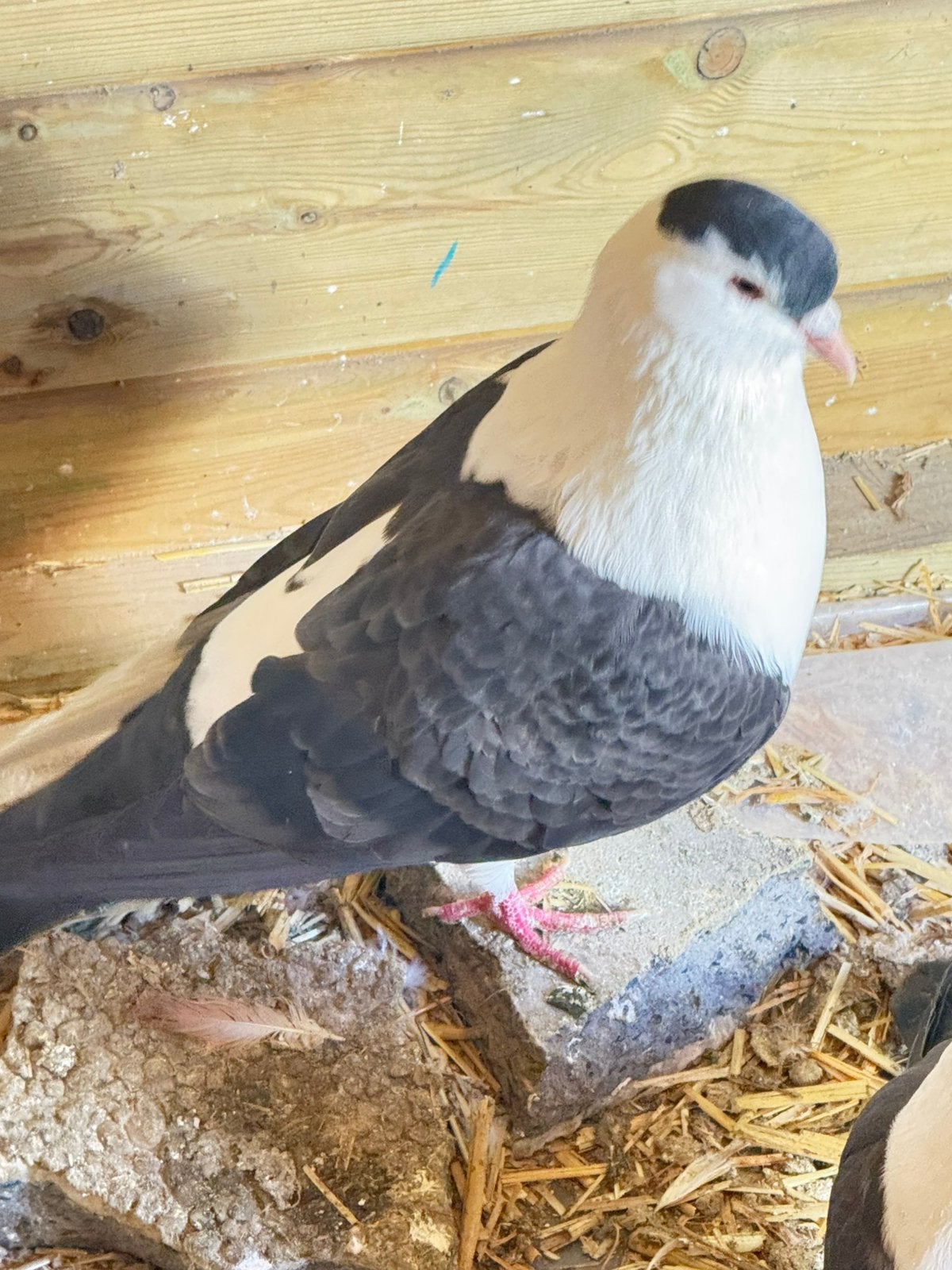 Mooi duiven, Dieren en Toebehoren, Mannelijk, Kropper