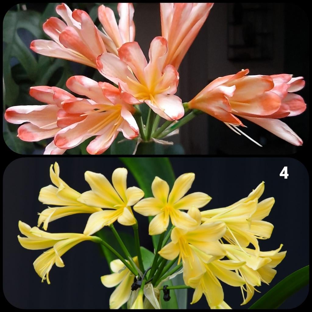 Clivia kruising White Lips x Dancing Green plantje., Bloeiende kamerplant, Ophalen of Verzenden, Volledige schaduw, Minder dan 100 cm