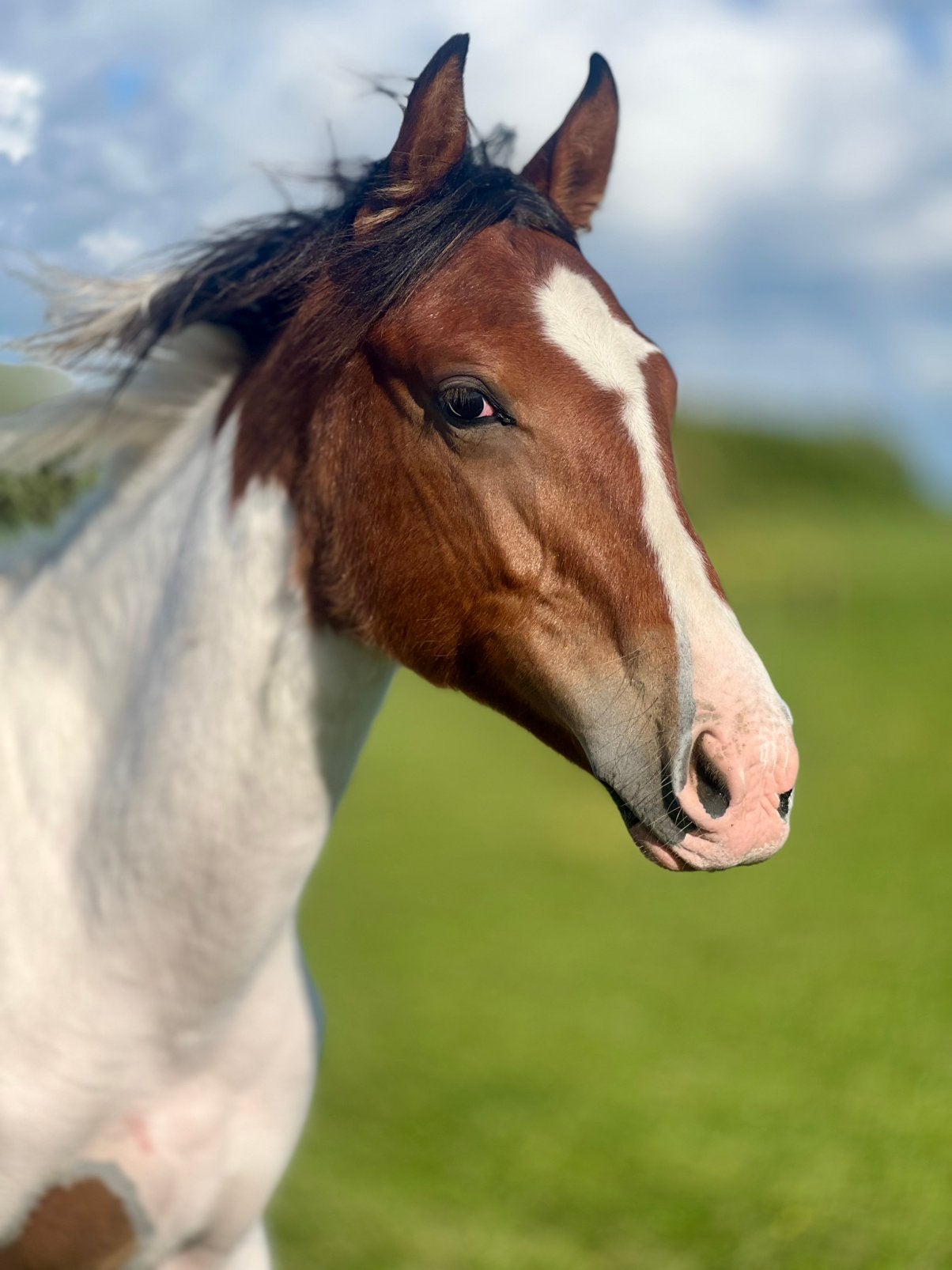 Bonte jaarling met veel potentieel!, 160 à 165 cm, Étalon, 0 à 2 ans, Avec pedigree