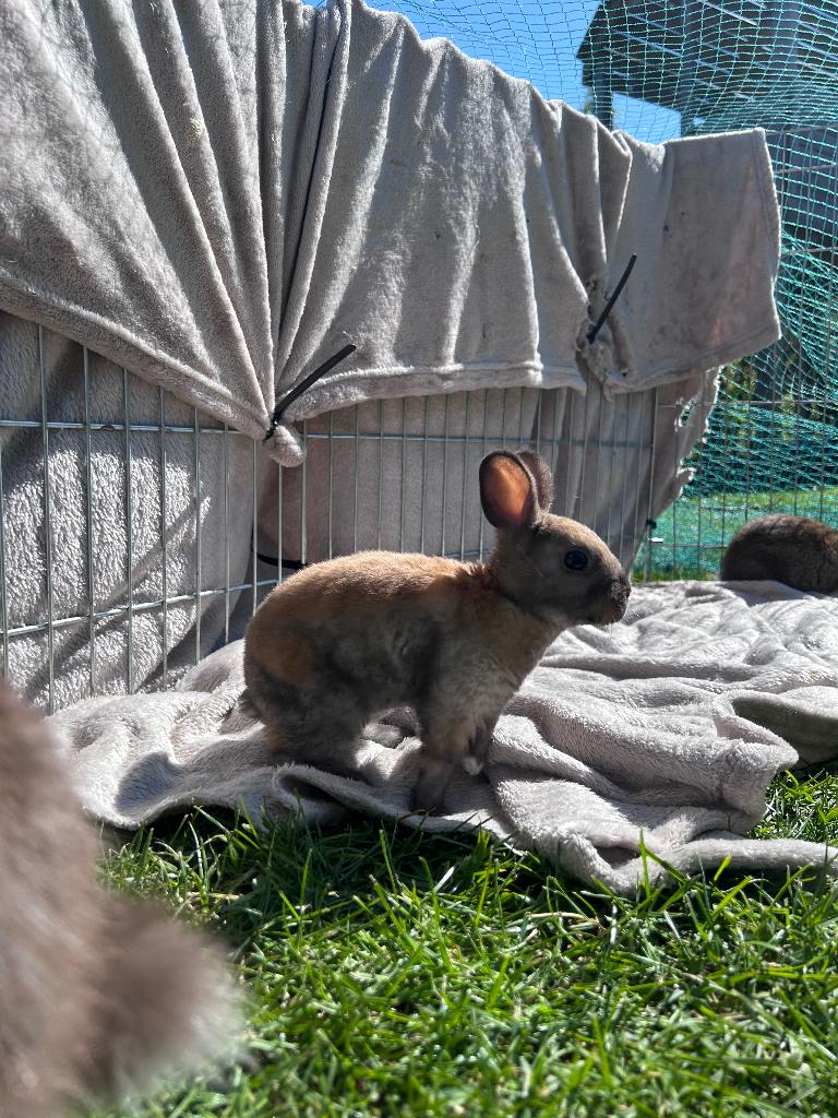 Lapin mâle, Enlèvement
