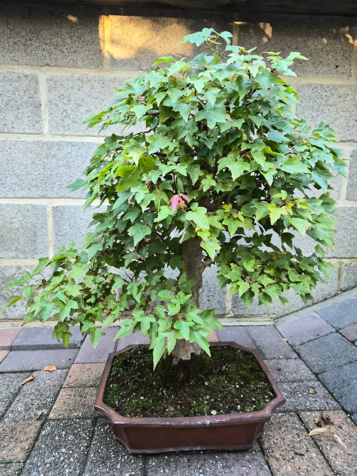 bonsai Acer Buergerianum, Tuin en Terras, Ophalen