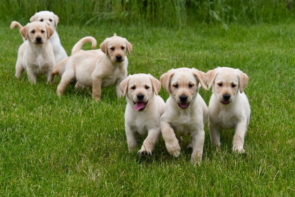 Blonde Labrador pups te koop, Parvo, België, 8 tot 15 weken, Labrador retriever