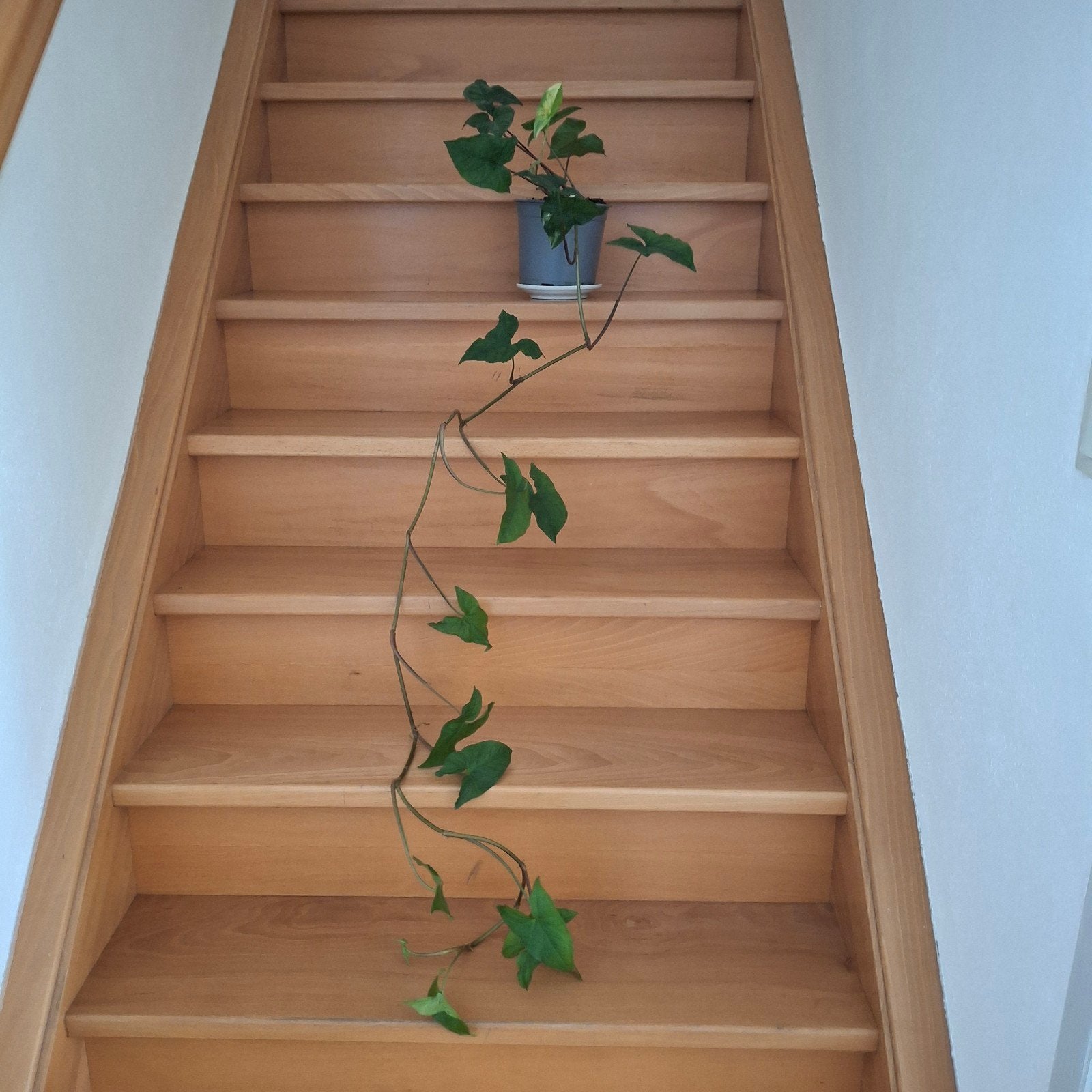 hangplanten, Huis en Inrichting, Ophalen