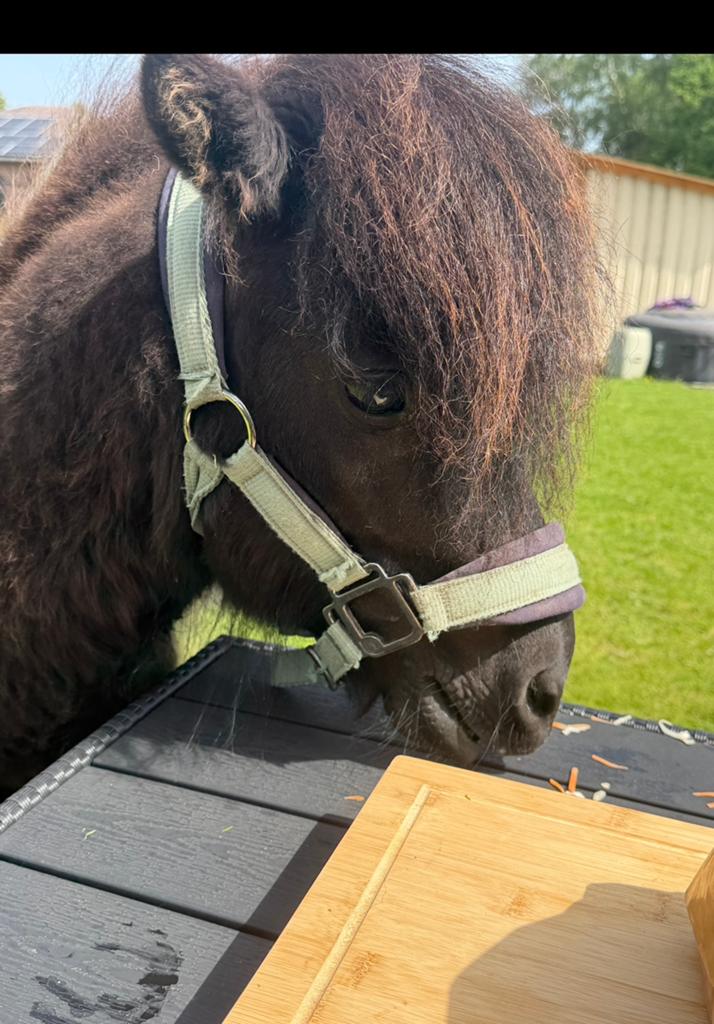 Hele lieve shetlander. Kinder proef, Étalon, Avec pedigree, 3 à 6 ans